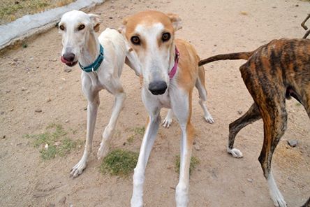 Milo galgo Scooby France – Adopté ! Pilo_e10