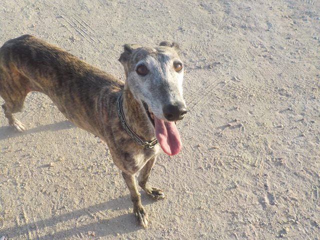 Raquel galga née en 2008 Scooby France Adoptée "Décédée" Raquel21