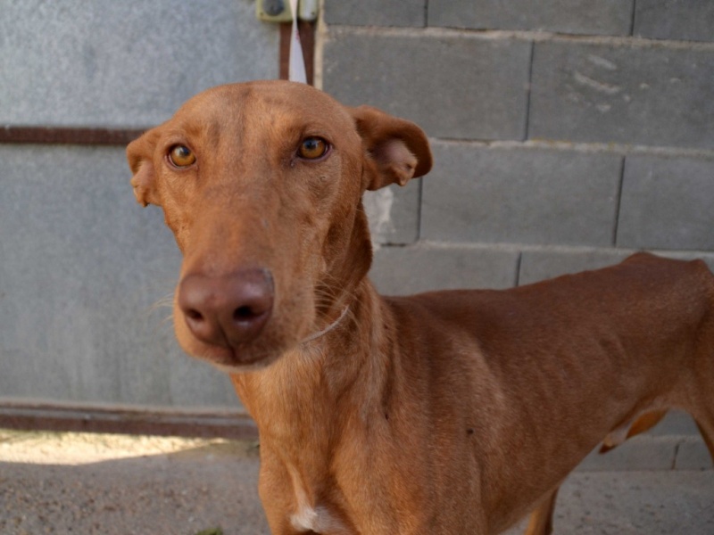 Vicente podenco à l'adoption Scooby France Adopté Vicent10