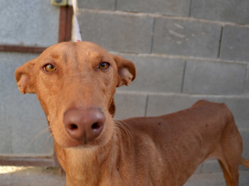 Vicente podenco à l'adoption Scooby France Adopté Vicent14