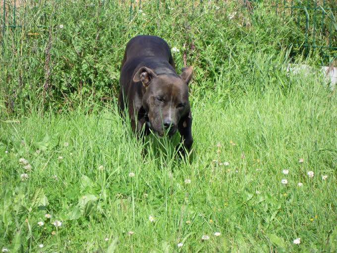XENA, femelle x labrador / bull terrier, noire et blanche  10367110