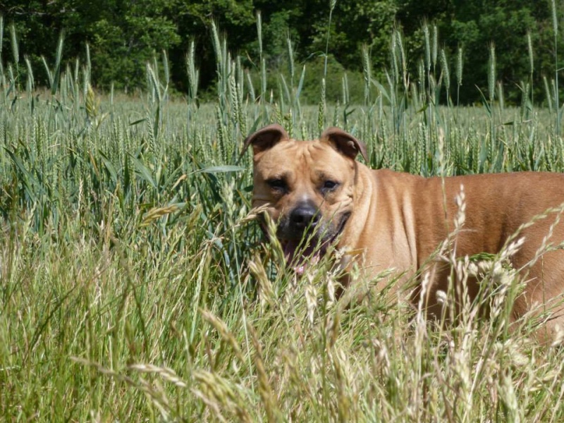 BOSS, mâle Amercian Staff (amstaff), beige et blanc, LOF 10403411