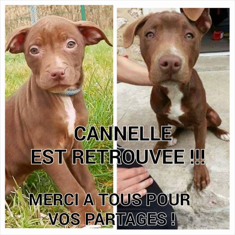 Chiots de type american staff (ADOPTABLES EN SUISSE UNIQUEMENT) 10410110