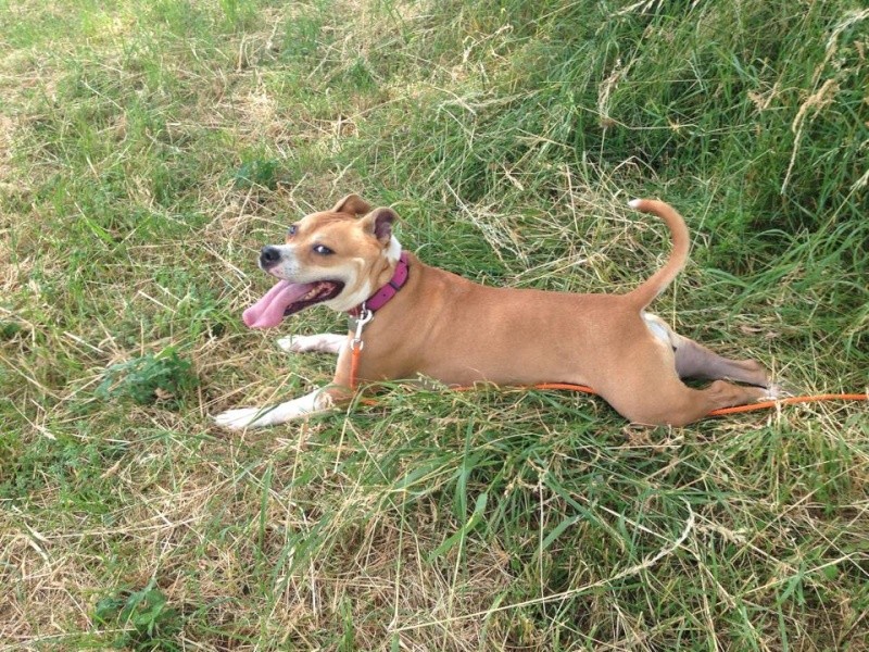 EMY, femelle American staff (amstaff), beige et blanche, LOF 10447010