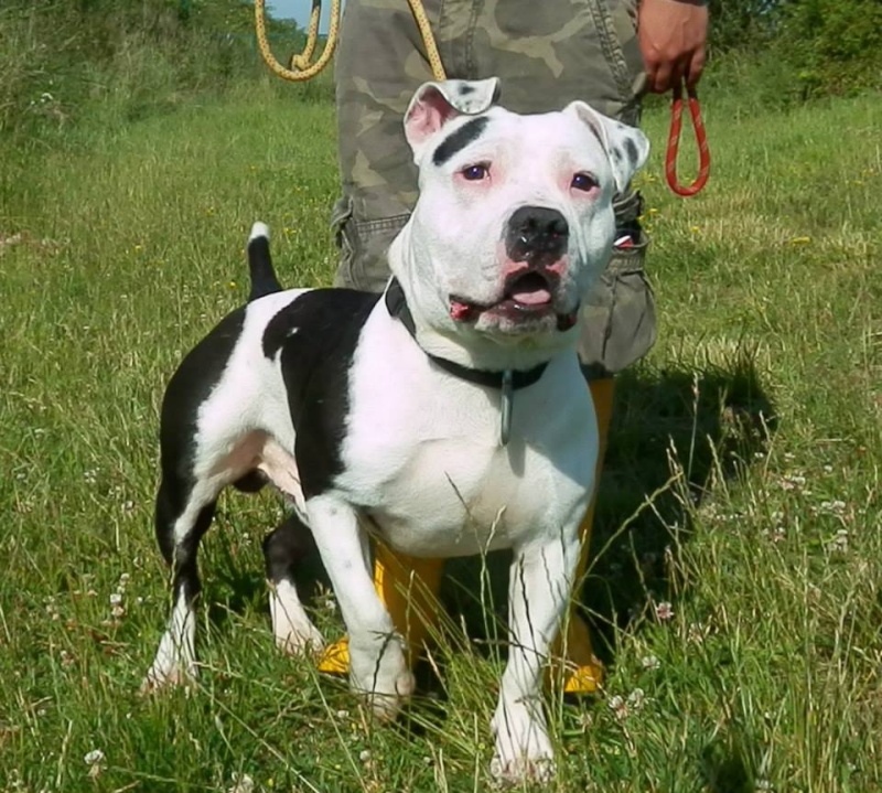 GUCCI, mâle American staff (amstaff), noir et blanc, LOF 10471310