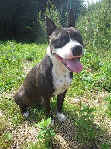 NELSON, mâle type American staff (amstaff), noir et blanc  10525910