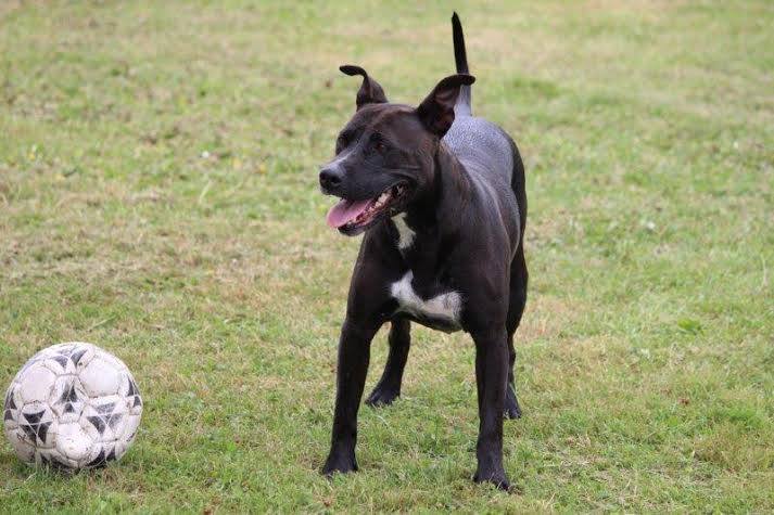 XENA, femelle x labrador / bull terrier, noire et blanche  10574110