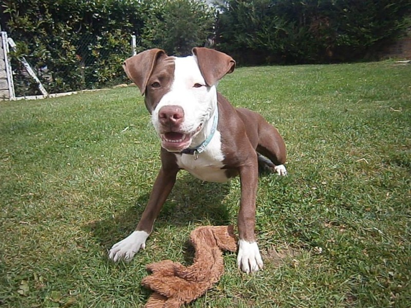 RUBY, femelle x dogue / braque (déclassée après diagnose de race), marron et blanche 10653510