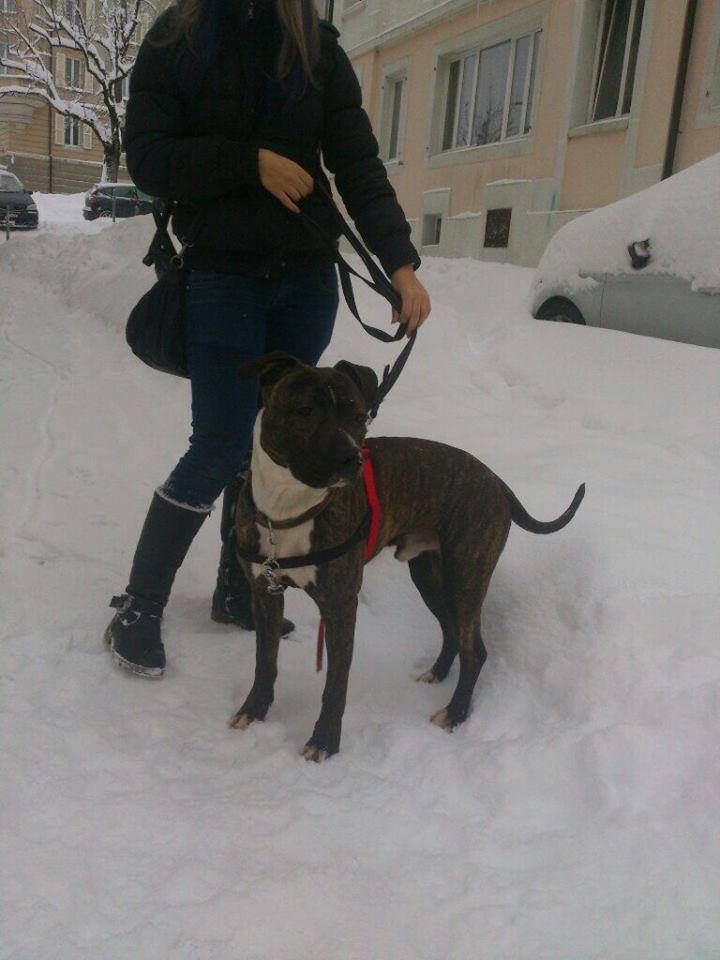 GARY, mâle x boxer / dogue argentin, bringé et blanc 10906210