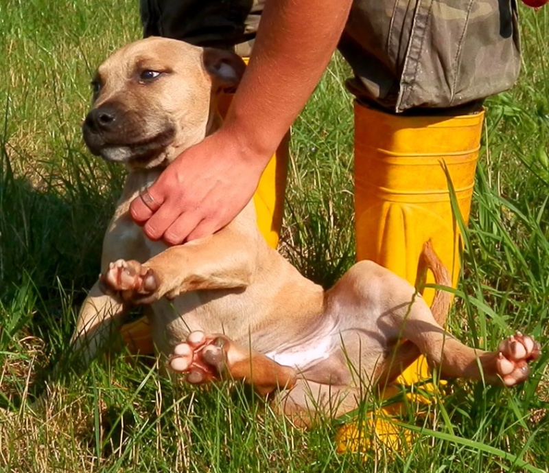 JAZZ, mâle American Staff (amstaff), beige (ADOPTABLE EN SUISSE UNIQUEMENT) G55e3e10