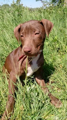 LEON, mâle x dogue / braque (déclassé après diagnose de race), marron et blanc  Nlzakt10