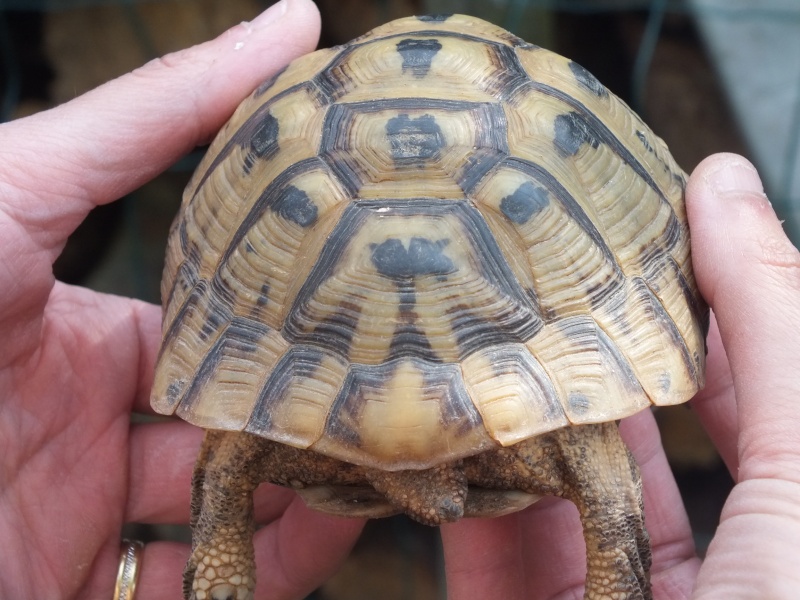 Nouvelle tortue : identification  Dscf8610