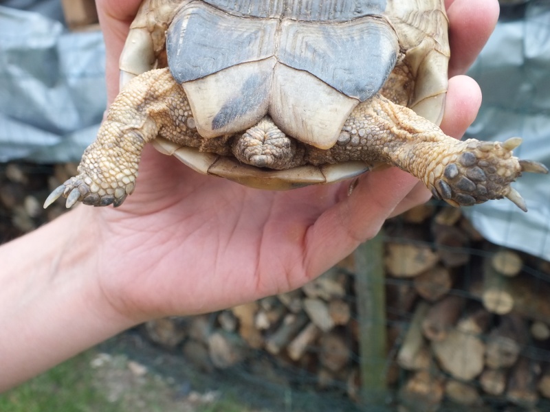 Nouvelle tortue : identification  Dscf8618
