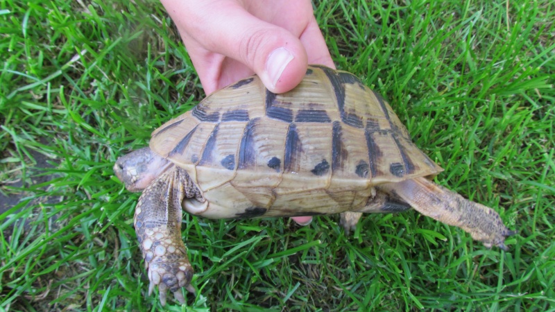 Nouvelle tortue : identification  Img_3812