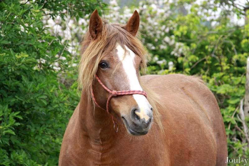 Cherche jument de rando, gabarit cob, couleur originale 40560810