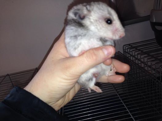 VITE FA/ADOPTANTS 6 HAMSTERS, MAUVAIS ETAT, GESTATION, TOUS MELANGES Hamste20