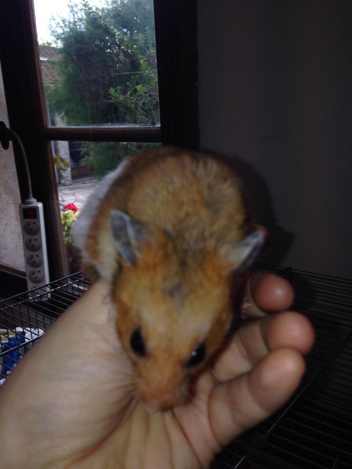 VITE FA/ADOPTANTS 6 HAMSTERS, MAUVAIS ETAT, GESTATION, TOUS MELANGES Hamste25