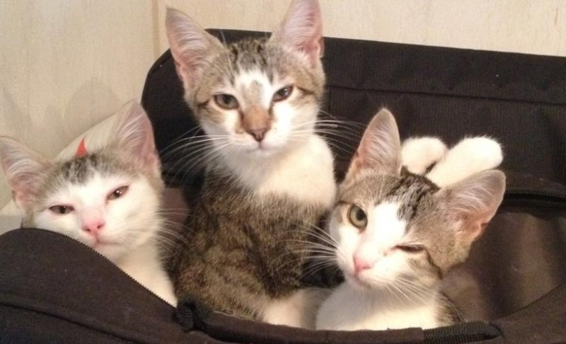 Tiago, un vrai chat/chien Tiago_10