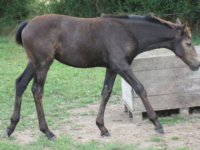 Poulains et pouliches a vendre Poneys et Selles Img_2110