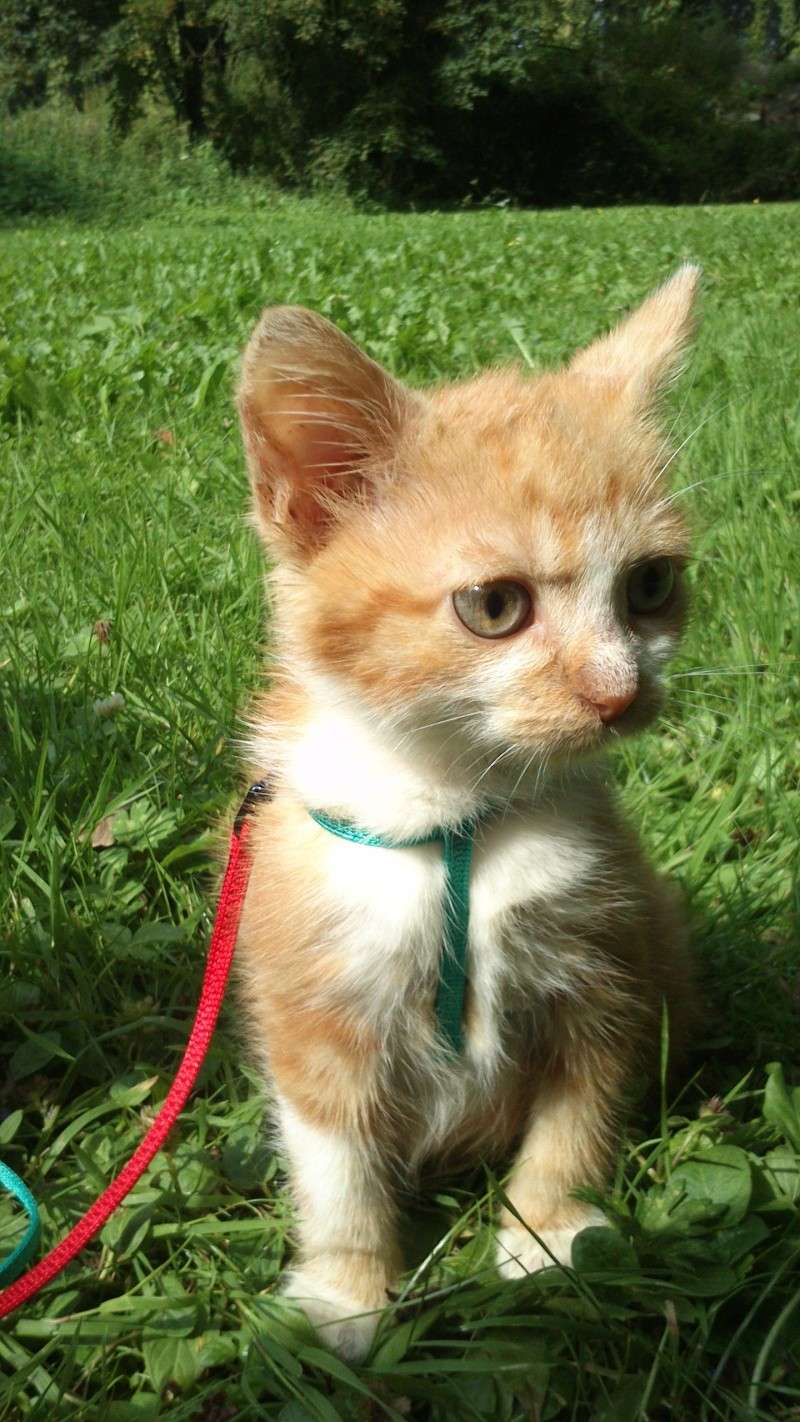 Buckler, chaton roux et blanc fin juin 2014 (adopté) 2014-013