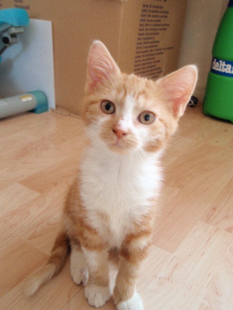 Buckler, chaton roux et blanc fin juin 2014 (adopté) P9290014