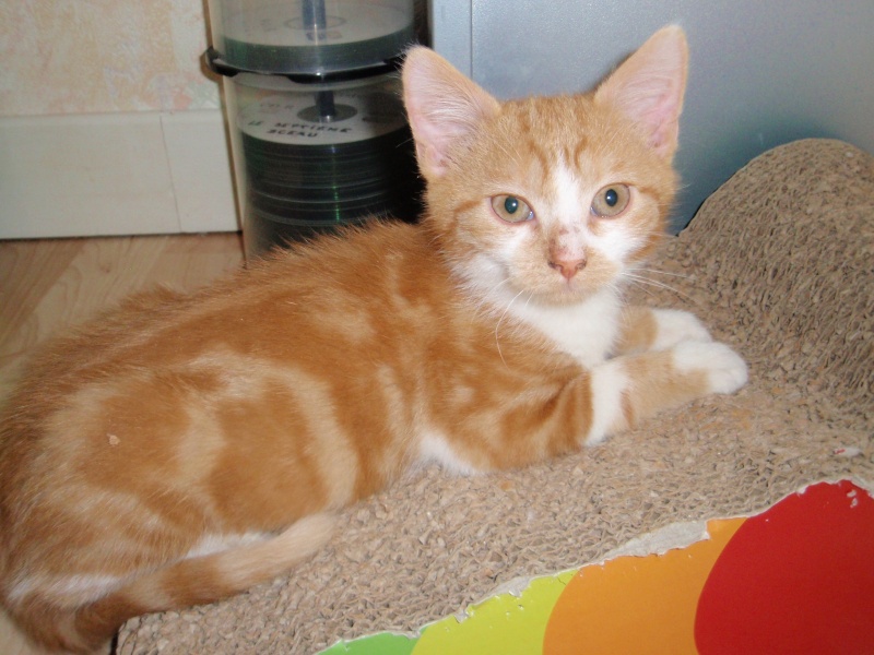 Buckler, chaton roux et blanc fin juin 2014 (adopté) P9290016