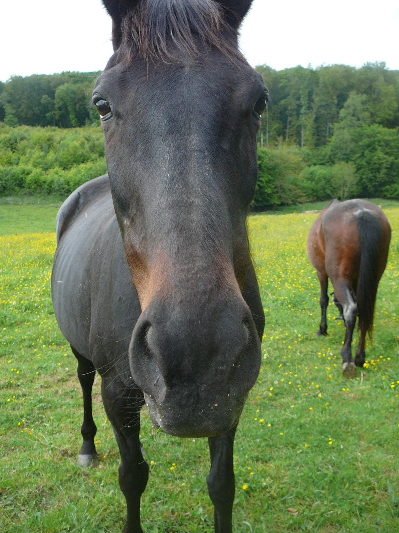 IFATY - PS née en 1995 - adoptée en avril 2014 par Souris25 Gamine19