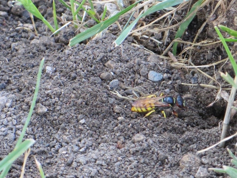 Pleins de petits trous avec guepes qui en sortent Img_2412