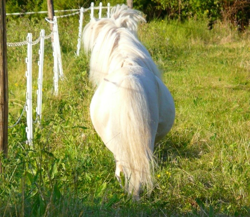 Mini shetland cremello,76cm,agr,disponible pour saillie P1020011