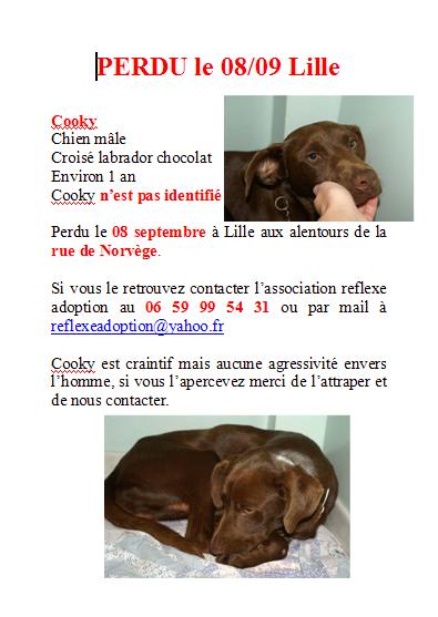 Perdu labrador chocolat Cooky10