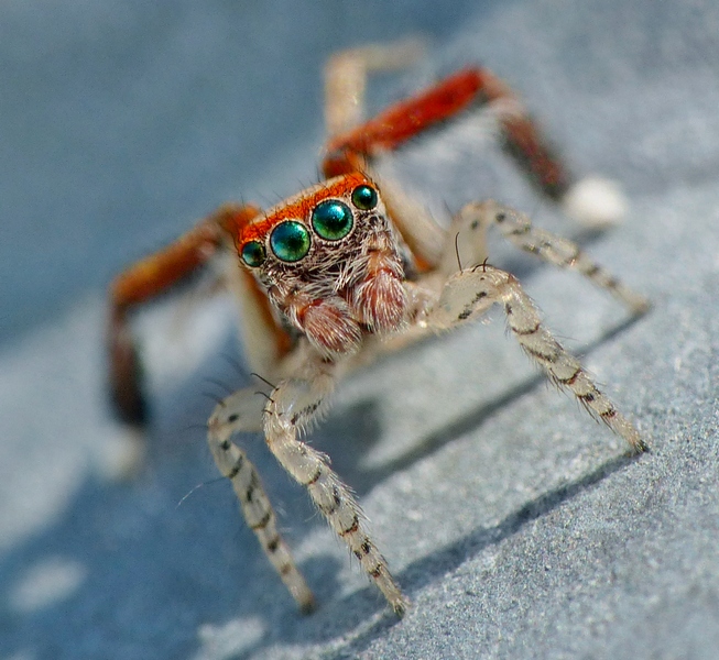 [ Saitis barbipes ] Petite araignée sauteuse à identifier SVP 08_06_15