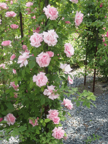 Rosa Kathleen Harrop 0509kh10