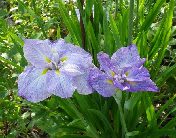 iris ensata 08062022