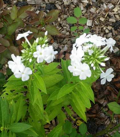 De chez Poron............. Phlox ! 11082016