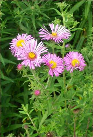 asters 2014 11082019