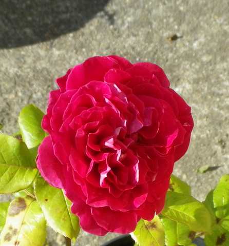 les rosiers à Nicole - sept 2013 - Page 2 15062017