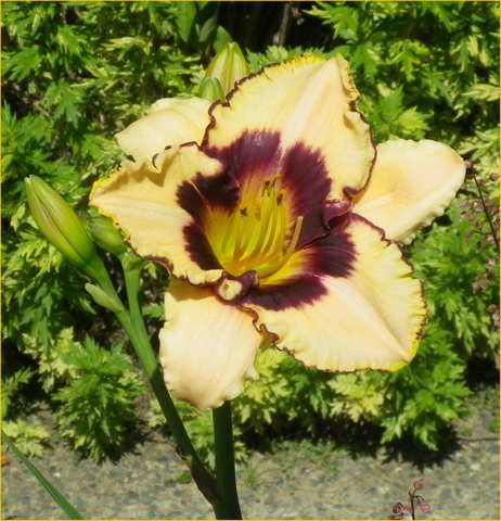 Hemerocallis !!! - Page 3 19062015