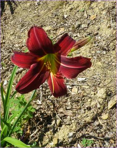 Hemerocallis !!! - Page 3 19062016