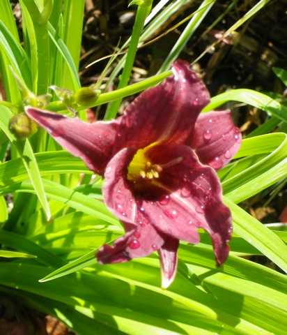 Hemerocallis !!! - Page 2 24052019