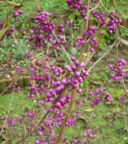 Callicarpa bodinieri 'Profusion' - Page 3 26122014