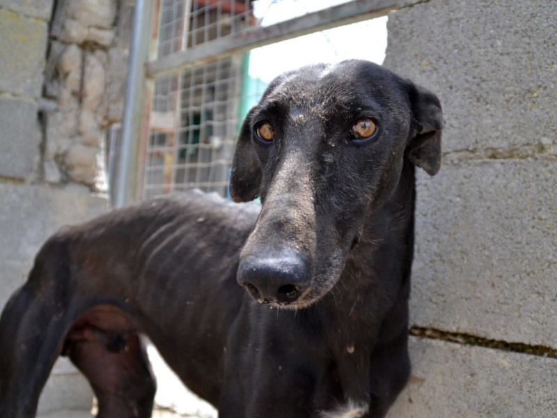 Negrito/Feïto doux galgo aux yeux tristes Scooby France Adopté Dsc_0016