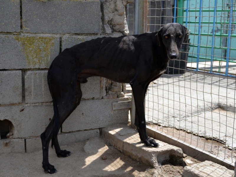 Negrito/Feïto doux galgo aux yeux tristes Scooby France Adopté Dsc_0019