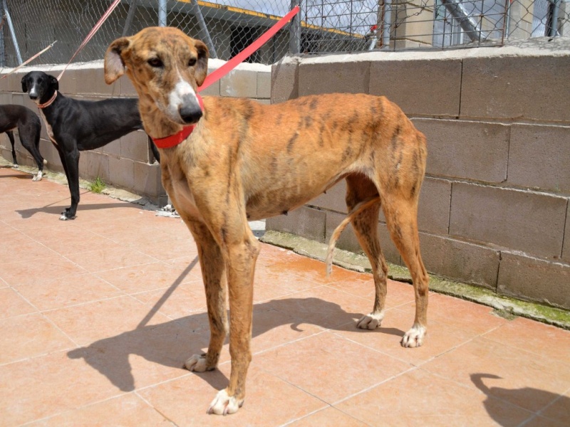 April – un amour de galga bringée/rousse Scooby France – Adoptée ! Dsc_0612