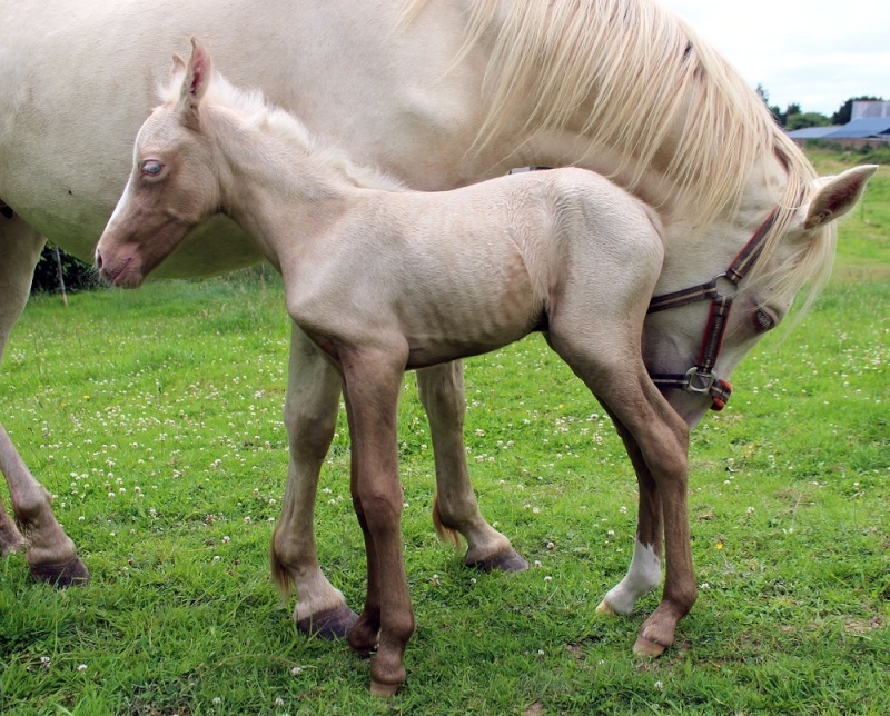 palomino, cremello, cremello sooty ? Img_8910