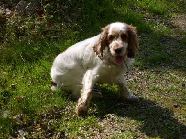 BILL, cocker mâle blanc/orangé, 8 ans, dépt 59 S6300410