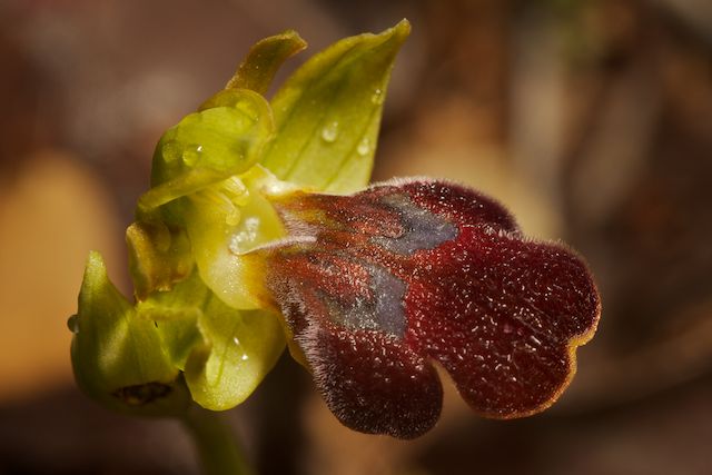 Péloponnèse 2014 (AVRIL 2014) : ARCADIE, ARGOLIDE et LACONIE Leucad12