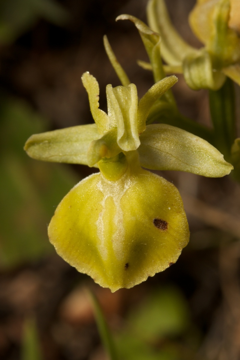 Péloponnèse 2014 (AVRIL 2014) : ARCADIE, ARGOLIDE et LACONIE Ophrys10