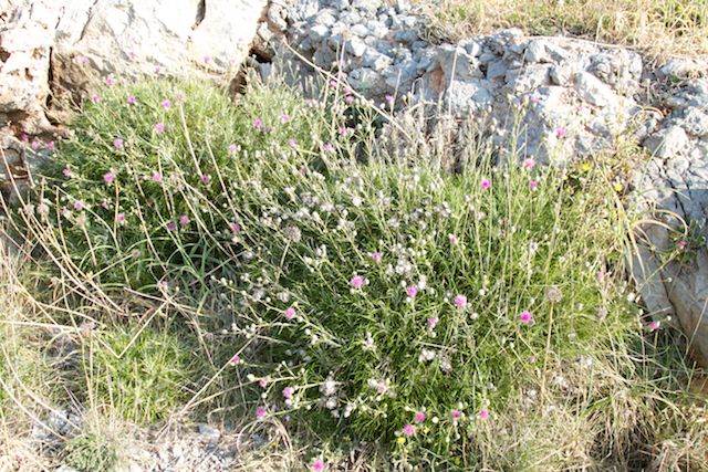 Péloponnèse 2014 (AVRIL 2014) : ARCADIE, ARGOLIDE et LACONIE - Page 2 Ptilos10