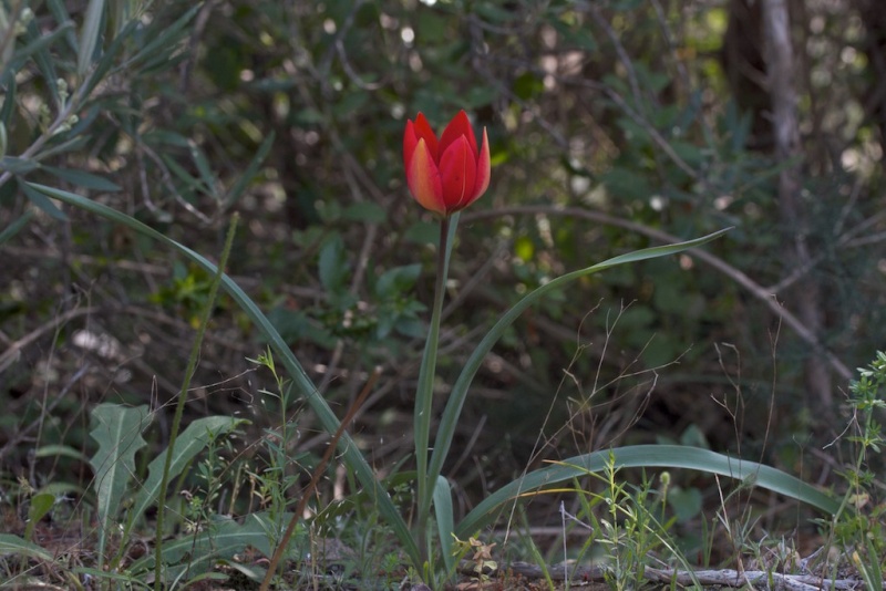 Péloponnèse 2014 (AVRIL 2014) : ARCADIE, ARGOLIDE et LACONIE - Page 2 Tulipa13