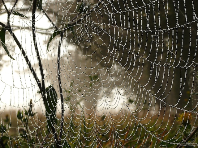 De bon matin Aube_710